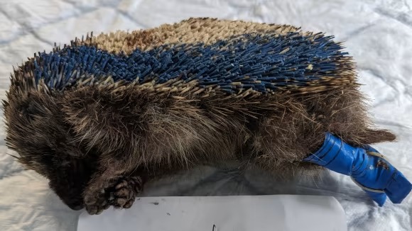 SOMEONE KNOW'S WHO DID THIS SPEAK UP! Tortured Hedgehog found alive but put to sleep as in severe pain on a footpath adjacent to Arkell Avenue, Holt NR25 6FQ, on Saturday 15 July. His legs had been tied together by blue electrical tape and his spines had been trimmed down. 💔