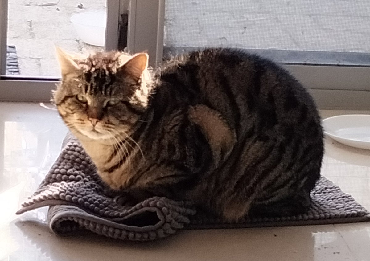 IFRcats's tweet photo. Angus and the mat he loves 🧡

#IFRAngus2 https://t.co/gMis6hzpaA