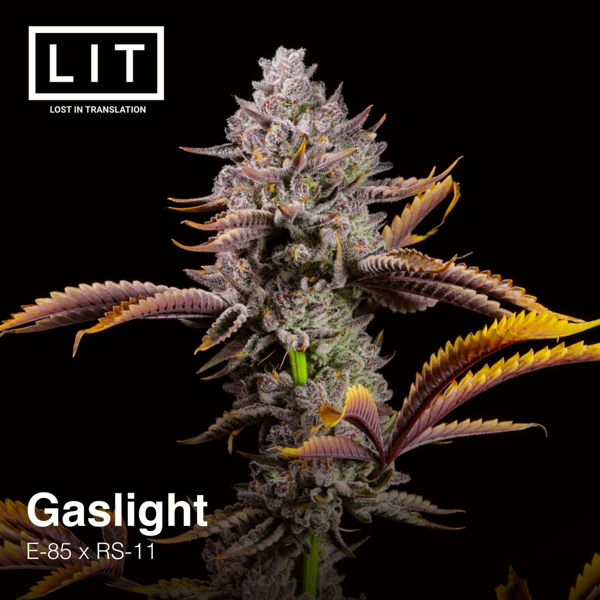 LitFarms's tweet photo. ⛽Gaslight looking tough! E-85 x RS-11, available @ https://t.co/as7kwOTagI #gaslightstrain #litfarms https://t.co/gCsyc8Y0o0