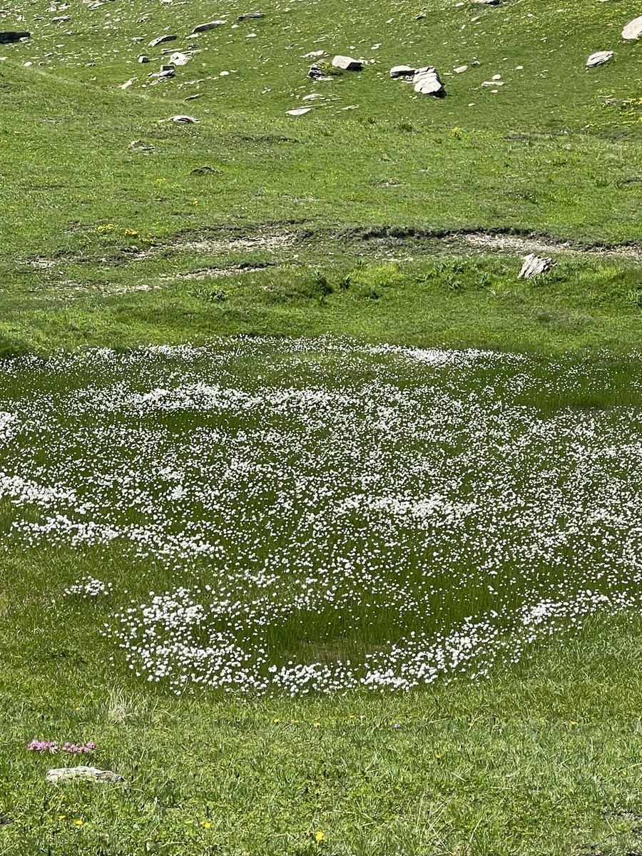 Coeur de linaigrette #lundifleuri