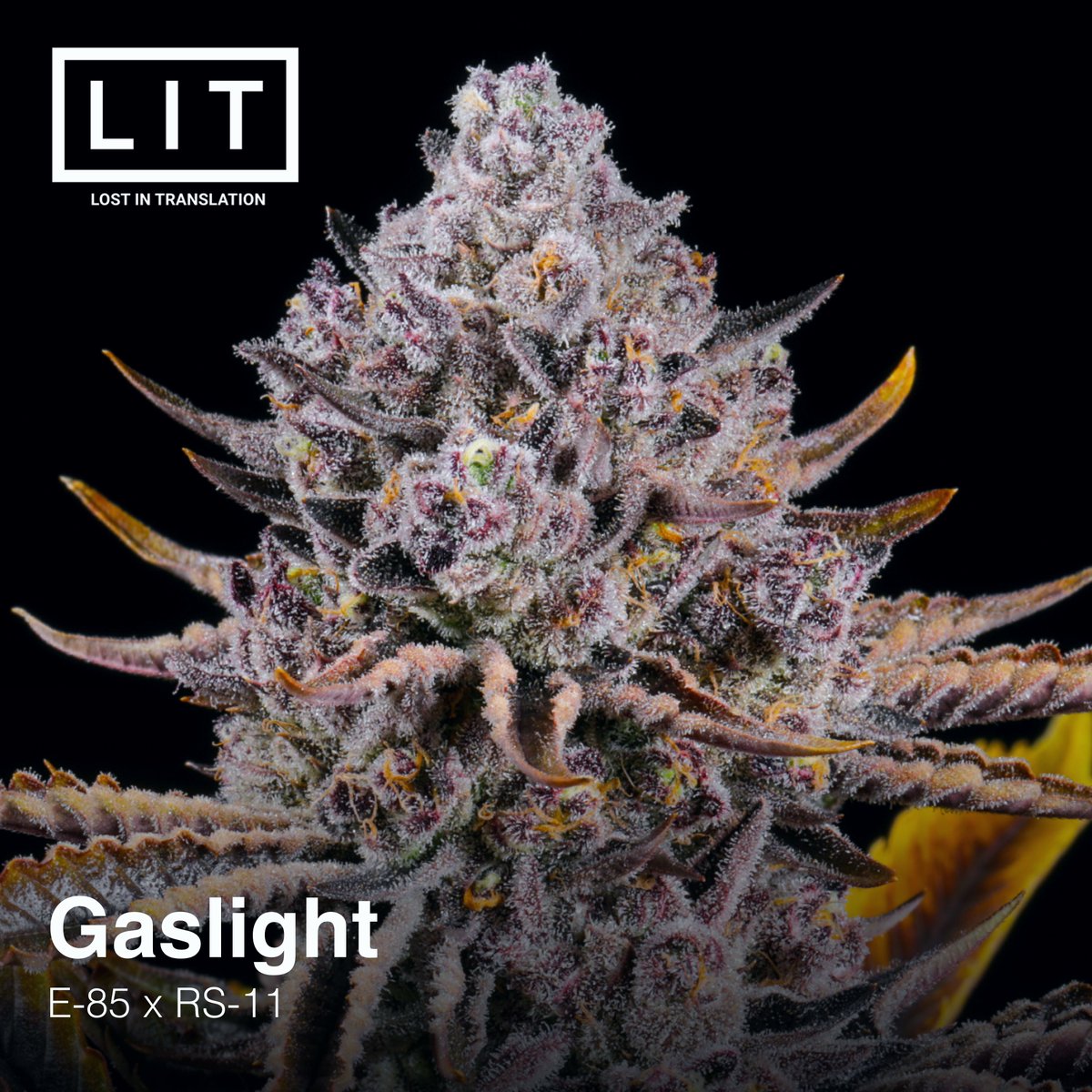 LitFarms's tweet photo. ⛽Gaslight looking tough! E-85 x RS-11, available @ https://t.co/as7kwOTagI #gaslightstrain #litfarms https://t.co/gCsyc8Y0o0