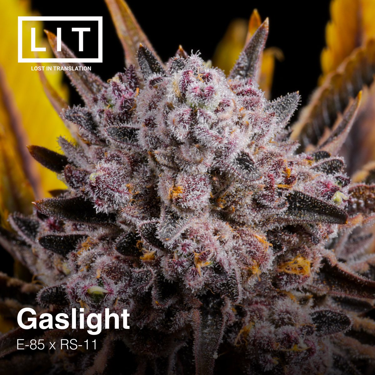 LitFarms's tweet photo. ⛽Gaslight looking tough! E-85 x RS-11, available @ https://t.co/as7kwOTagI #gaslightstrain #litfarms https://t.co/gCsyc8Y0o0