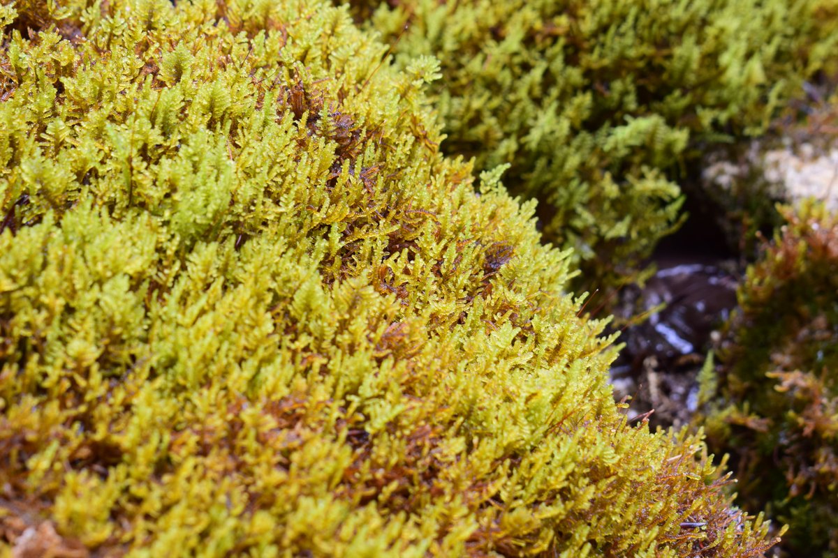 SamuelMarent's tweet image. pictures