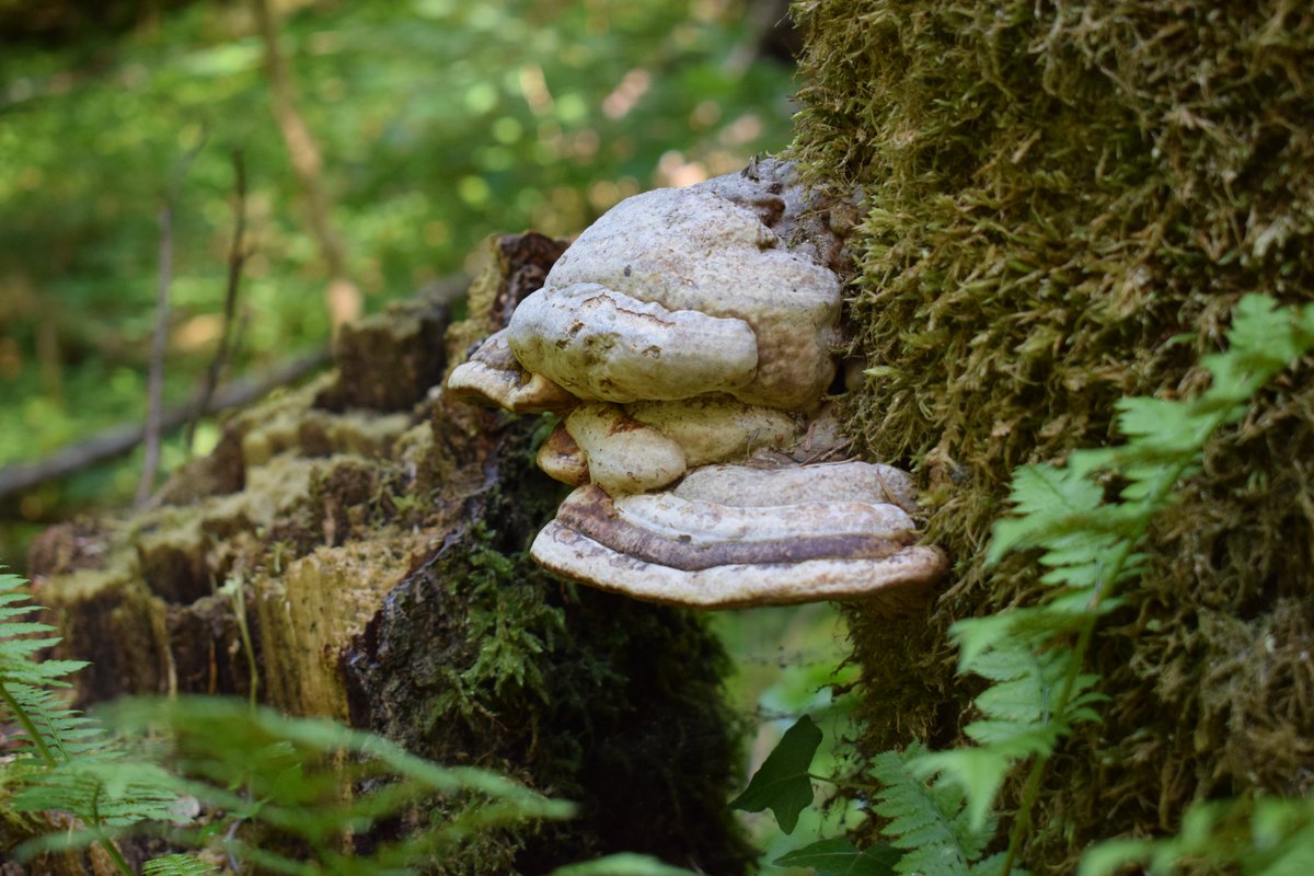 SamuelMarent's tweet image. pictures