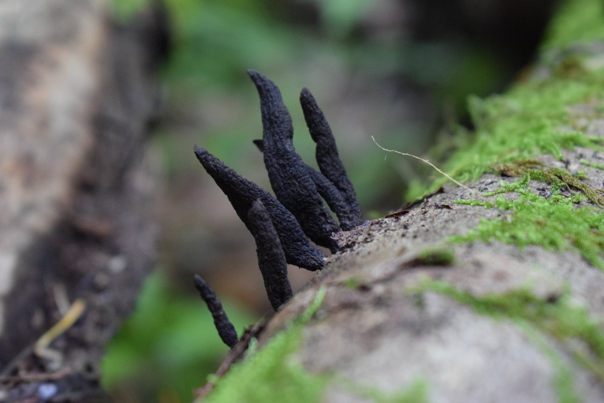 SamuelMarent's tweet image. 