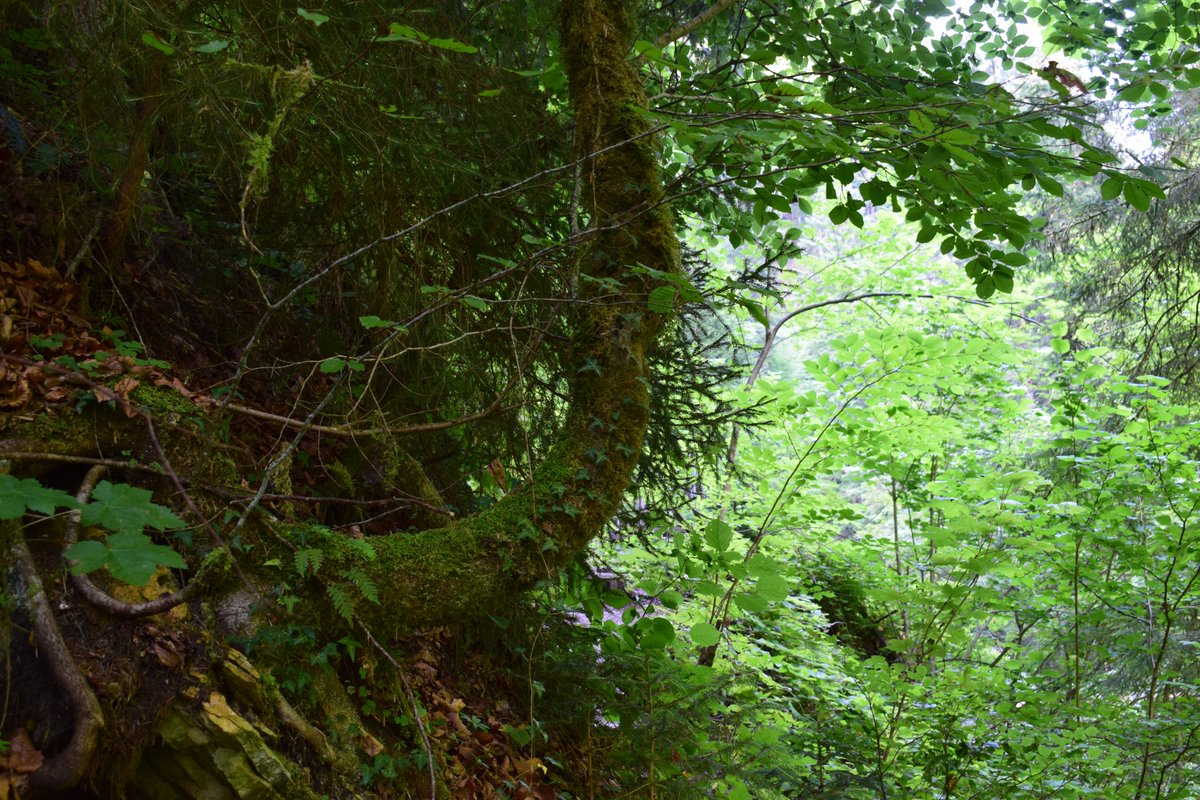 SamuelMarent's tweet image. 