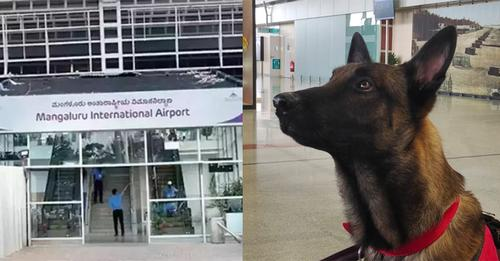 daijiworldnews's tweet photo. Special canine squad at M'luru International Airport to track unattended baggage
https://t.co/aQvJ6FId6y.
#daijiworldnews247 #squade #mangalore #dogsquad #international #daijiworldonline #international #todaynewsupdates https://t.co/m4zMJv44lh