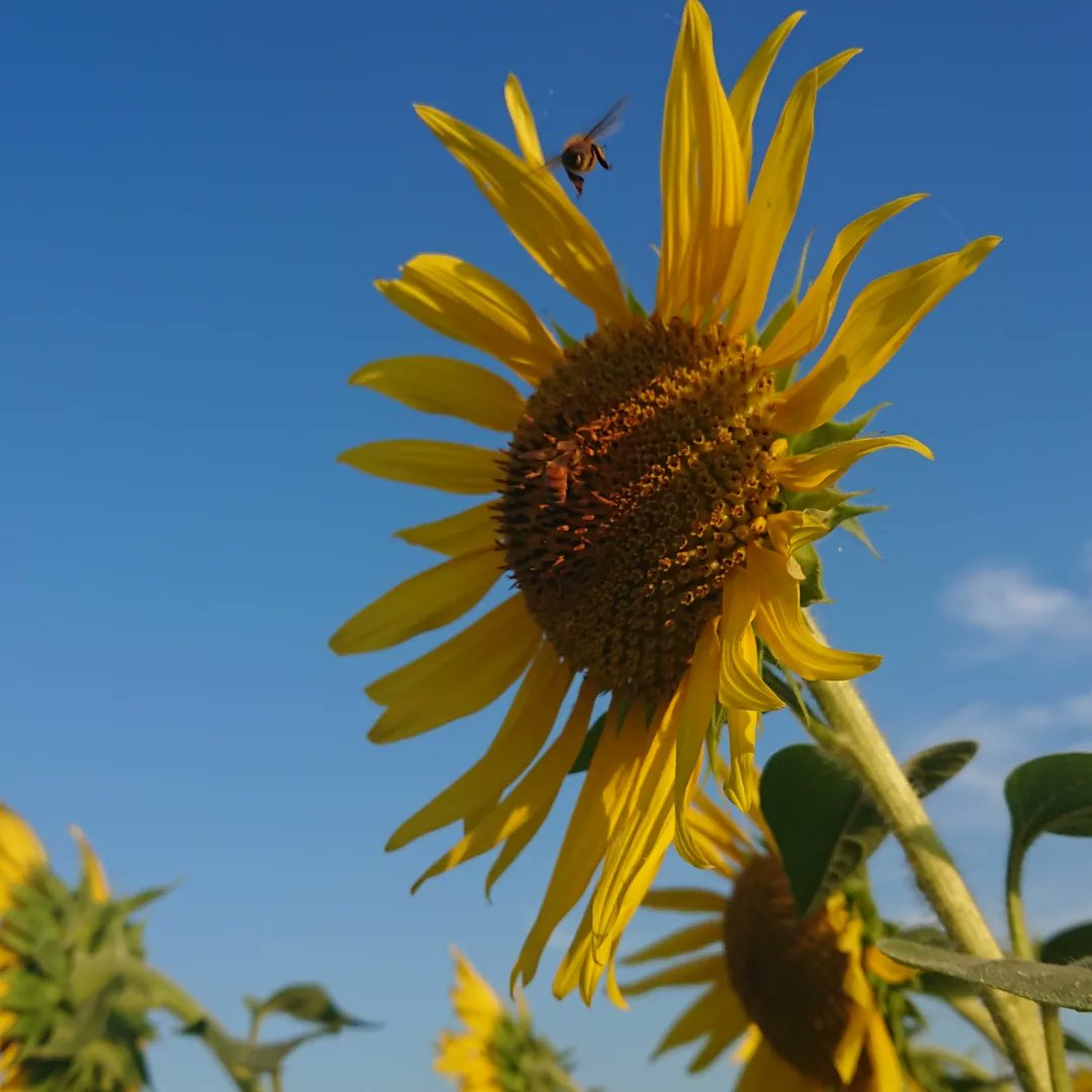 lpmikit's tweet photo. お辞儀しちゃう前に間に合った🌻
ひまわり見ると夏が始まったな～って感じがしますね！
夕方でも駐車場は満車だったので車には十分お気をつけくださいね⚠️

#兵庫県 #小野市 #ひまわりの丘公園 #ひまわり #青空 #みつばち #北播磨 #神姫バス #localprime #夏 #love_hyogo #ファインダー越しの私の世界 https://t.co/0jNNbKJTQW
