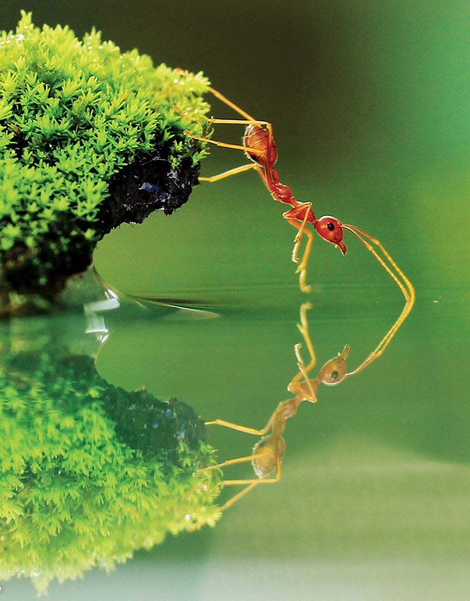 " This ant is in fire... "  ( antsy beauty check )  🐜🪞