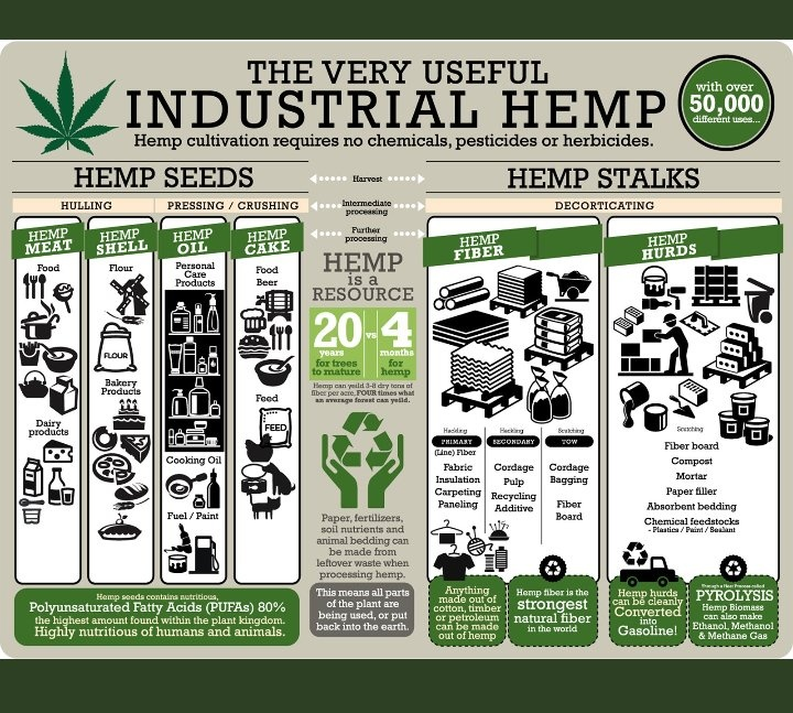 cannabishub's tweet photo. The plant has over 50,000 uses 

#cannabiscommunity #cannabisculture #cannabisindustry https://t.co/vJvqBIsizp