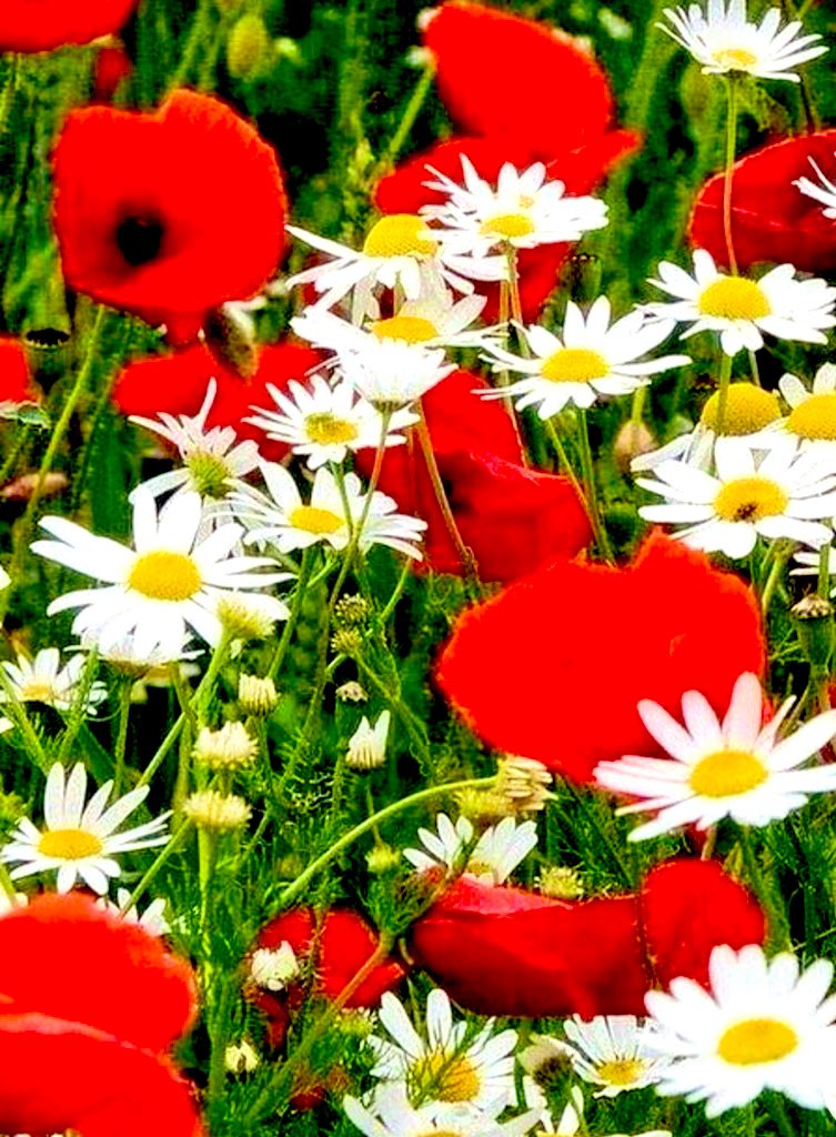 Every Morning reminds us how important it is to be a life .. The LORD bless you and keep you ..
LORD make his face shine on you and be gracious to you All 🤩