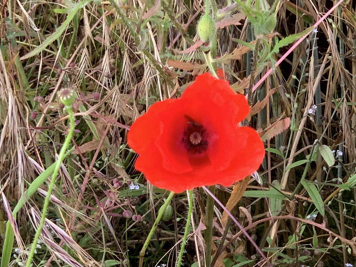 DelepChimney's tweet photo. Morning #walk with #poppies and #burdock in the #cornfield (left) and #barleyfield (right) also many #flower #petals and #seeds making up the #Well-dressing at #Rowthorne #bee #insects #NaturePhotography https://t.co/JnNi1919YX