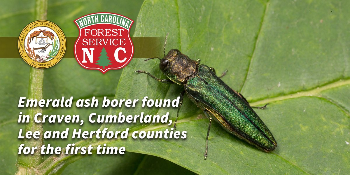 Emerald ash borer was recently found in Craven, Cumberland, Hertford &amp; Lee counties for the first time. The invasive forest pest has now been found in 71 NC counties. Learn more:
Cumberland &amp; Lee: bit.ly/43orHGw
Craven &amp; Hertford: bit.ly/3Q0fLYC
