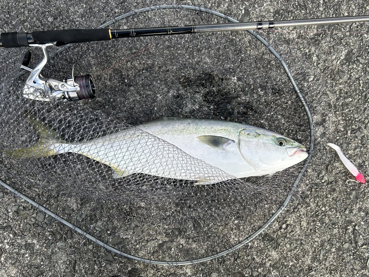 takochi100's tweet photo. 西伊豆旅行
宿泊ホテルの方に紹介してもらった漁港でワラサ釣れた🐟
ホテルでお刺身にして貰って、残った半身はばっちり梱包して持って帰らせてくれました。
忙しい時なのに、面倒なお願いにも笑顔で対応してくれた #堂ヶ島ホテル天遊 のスタッフさん達の皆さん最高でした。
ありがとうございました！ https://t.co/ec306onG1Z