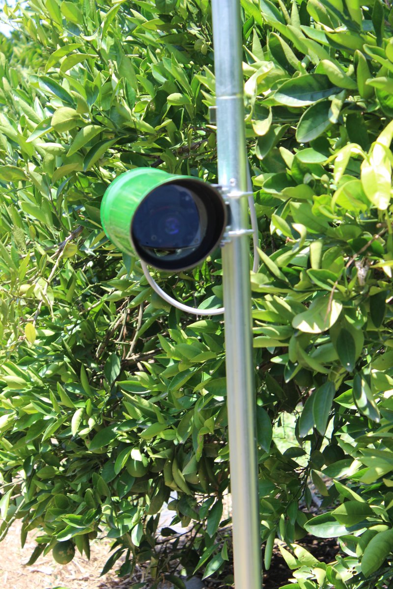 ✅ Los técnicos del proyecto <a href="/sensoplag/">Sensoplag</a> llevan a cabo la instalación de las trampas electrónicas capaces de enviar datos sobre los insectos atrapados en parcelas citrícolas de la Finca Sinyent de <a href="/ava_asaja/">Associació Valenciana d'Agricultors</a>