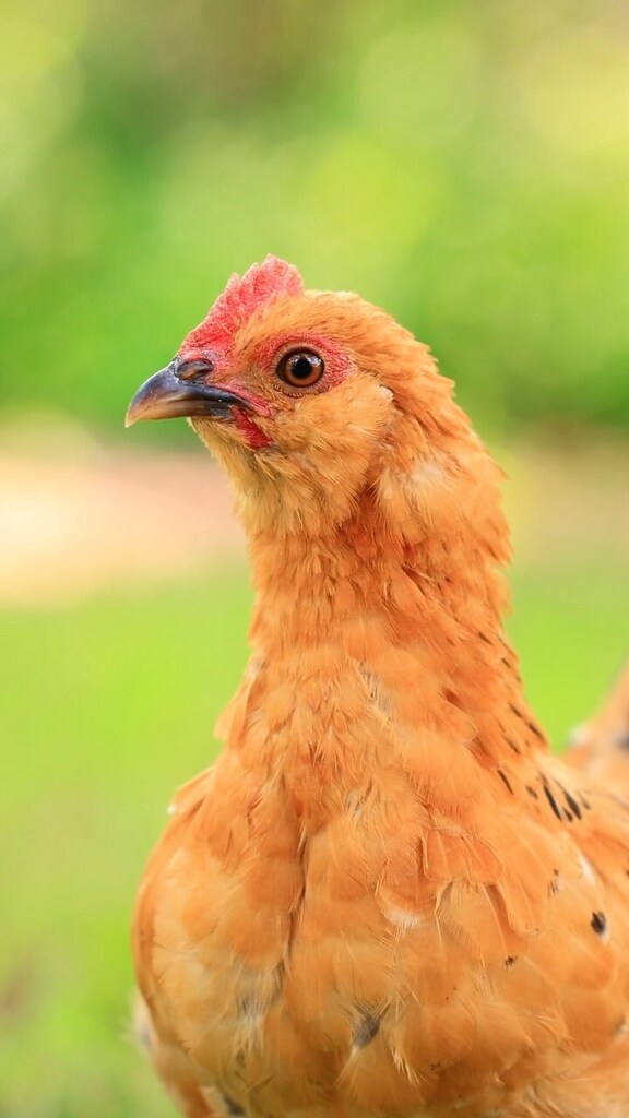 pocketmacro's tweet image. It’s so fun seeing so many happy little chickens all over the place 😁 
#chickens #freerangechickens #fluffychickens #silkies #silkiechickenshttps://instagr.am/reel/CuzHhcGOLrM/