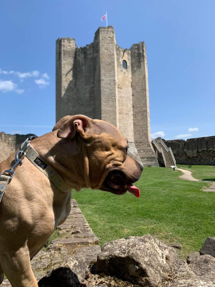 With my Princess to the castle
#dayout
#Castle 
#conisbroughcastle
#beautifulweather
#relax