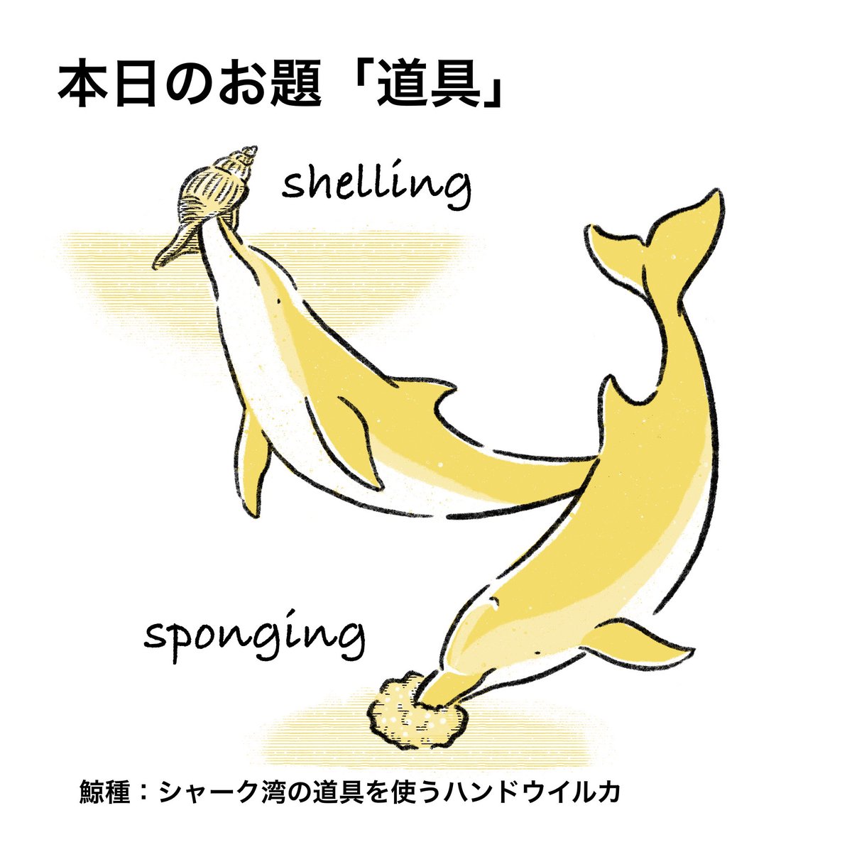 7月17日のお題は道具。 オーストラリアのシャーク湾に道具を使って採餌