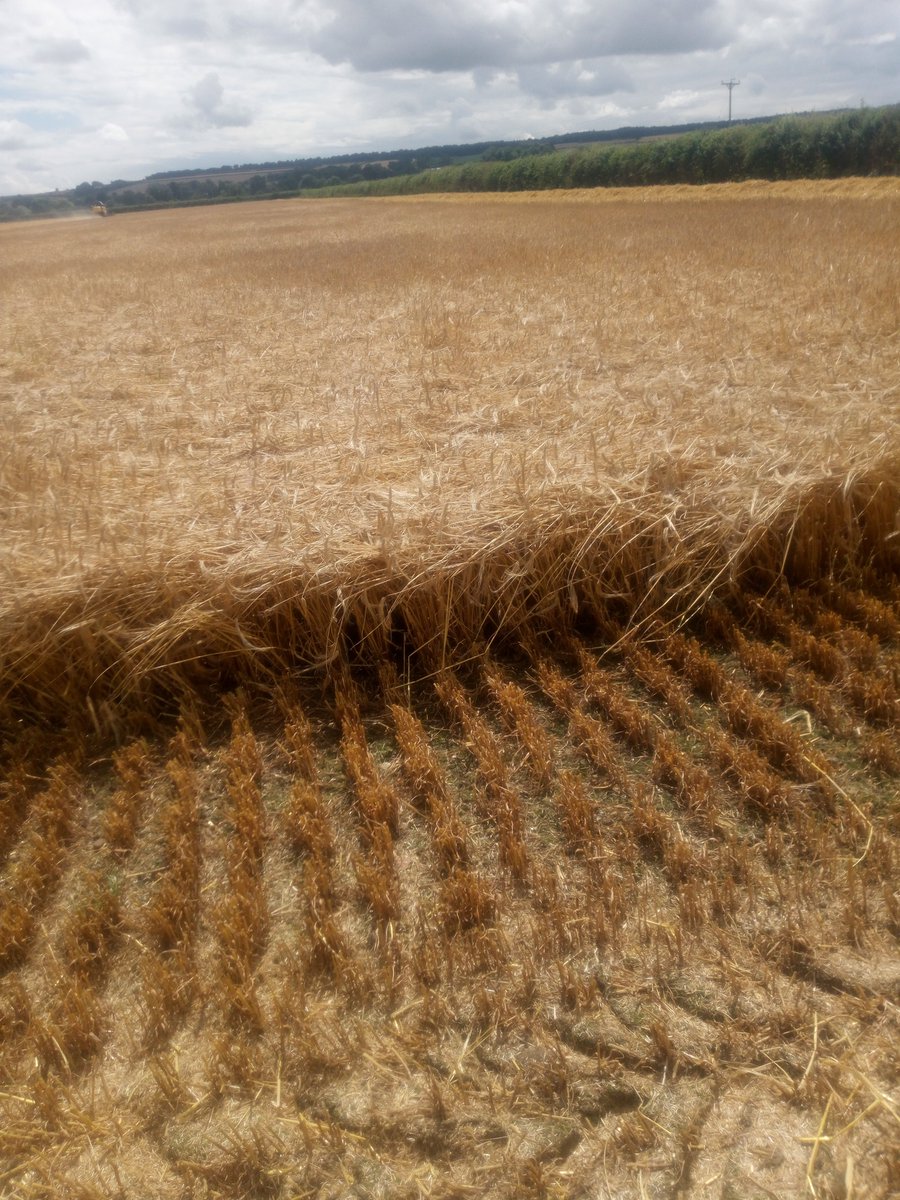 SpudSlingsby's tweet photo. Down to 16.6%, 8.5t/ha approx, 5-6t/ha straw
Boston 2 row feed barley, grain quality nowt spesh, Tardis looks better.
#harvesthasstarted
Wind is handy for drying but blowing straw all over the place #canthaveeverything https://t.co/N5IlMgY1uB