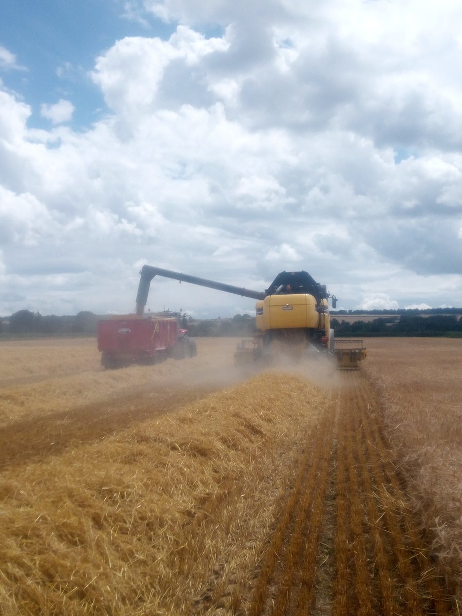 SpudSlingsby's tweet photo. Down to 16.6%, 8.5t/ha approx, 5-6t/ha straw
Boston 2 row feed barley, grain quality nowt spesh, Tardis looks better.
#harvesthasstarted
Wind is handy for drying but blowing straw all over the place #canthaveeverything https://t.co/N5IlMgY1uB