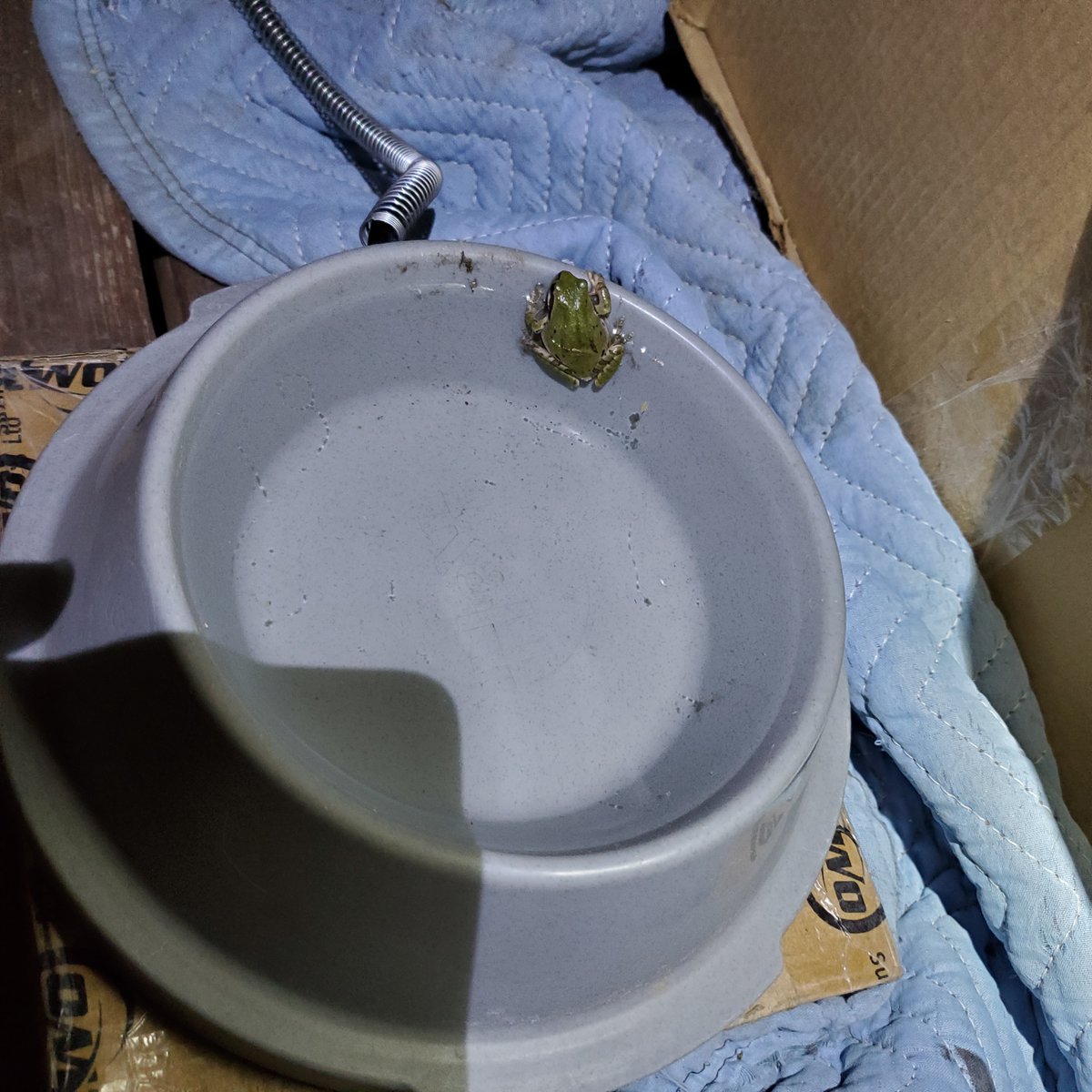 freedomfeens's tweet photo. Evidence of either the barn cats not doing their job, or being so busy doing their job they didn't see this fellow.
think the latter, since we live on a hay farm and rarely see mice.
(Dust is from wind. I change water 2x a day when windy, 1x a day when not)
#FrogWater https://t.co/R1KNGTYCbr