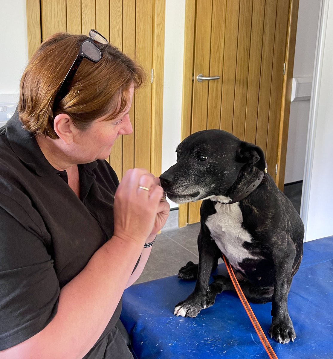 Retired Police Dog Stella the Staffie tweet media