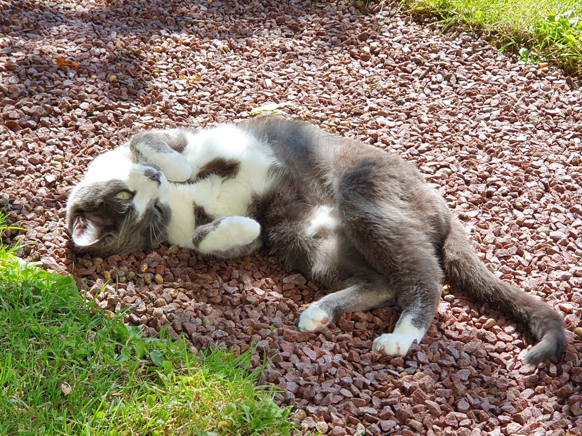 🧡🐈‍⬛🧼🍺🐉🍋🌠 ☃️🌟🎀📚Miss Kitty des Etoiles tweet media