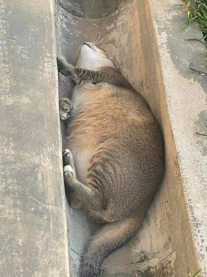 TranslatedCats's tweet photo. This is the cause of clogged drains.... https://t.co/LgvuX7TVQs
