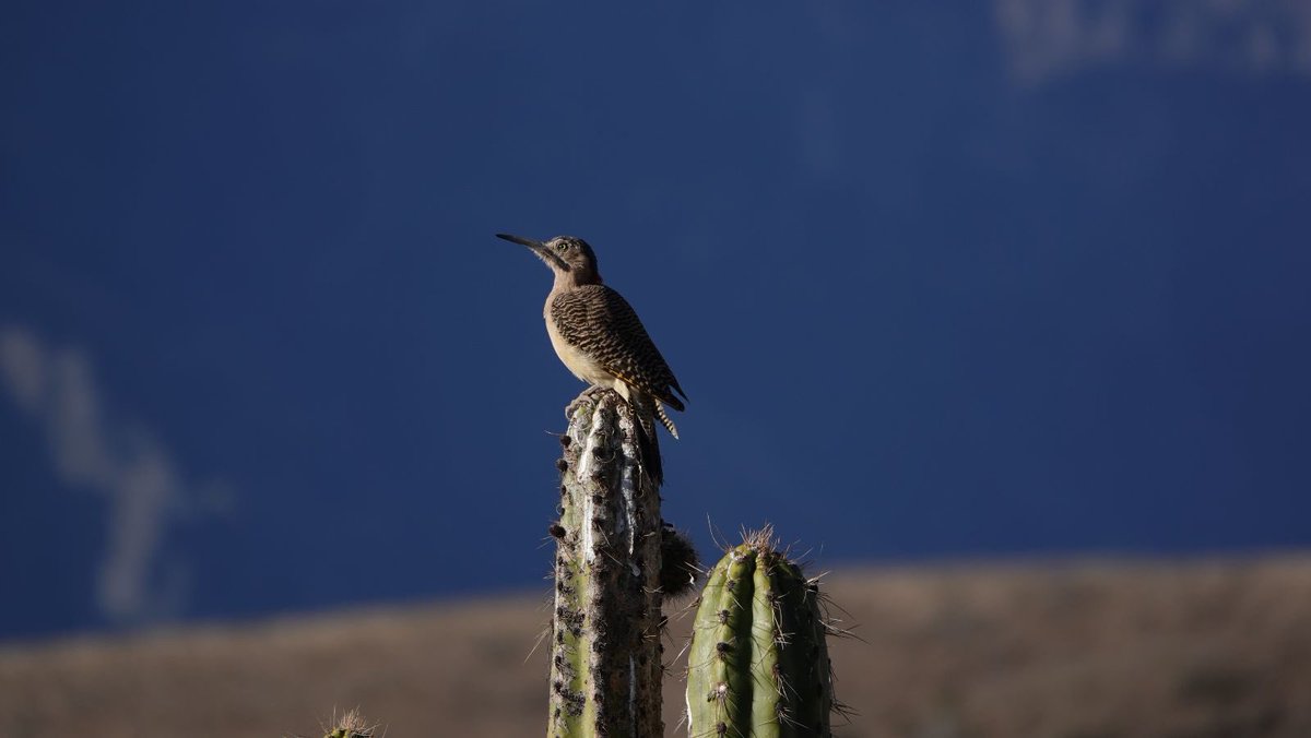 K. Gaidzik tweet media