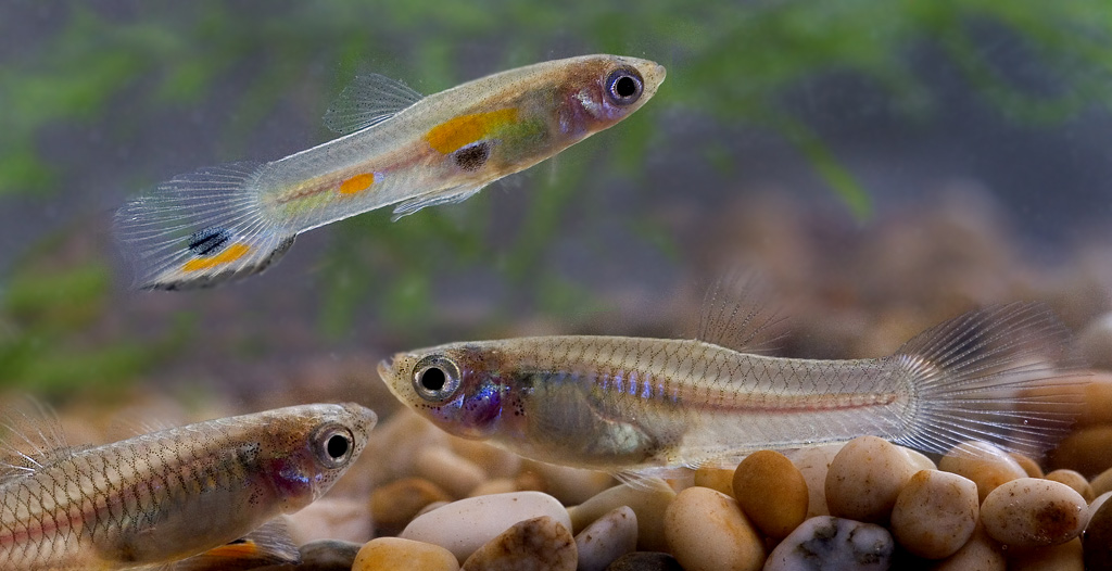 BehavEcol's tweet photo. Female foraging strategy co-evolves with sexual harassment intensity in the Trinidadian guppy #MatingBehaviour #ResourceAquisition #Icthyology
https://t.co/AaA8wOd5Ep https://t.co/IQnMqHXgew