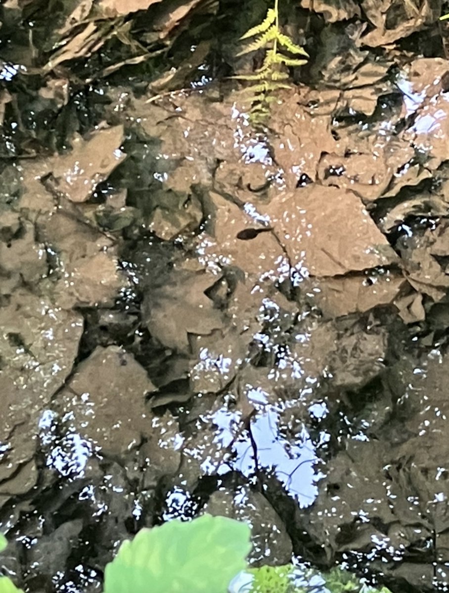 9dognight's tweet photo. π· #BitsOfBeauty, July17 during this humid but beautiful morning walk in the hills of Vermont's MadRiverValley--before the poor air quality arrives this afternoon. Polliwogs growing
#VTwx at 8am: 66F
overnight rain= 0.4" (1cm) in my rain gauge
My 24hr total (7am-7am): 1.2" (3cm) https://t.co/N2EE1cg1i3