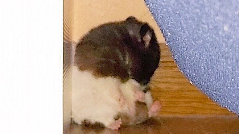 我が家の部屋のすみに、ちいさなパンダがいました🤭💕
#ハムスター #ハムスターのいる生活 #かんちゃん #itsumoさんちのハムスター