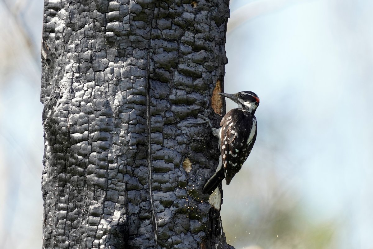 U.S. Fish and Wildlife Service on Twitter: "After wildfires, wood