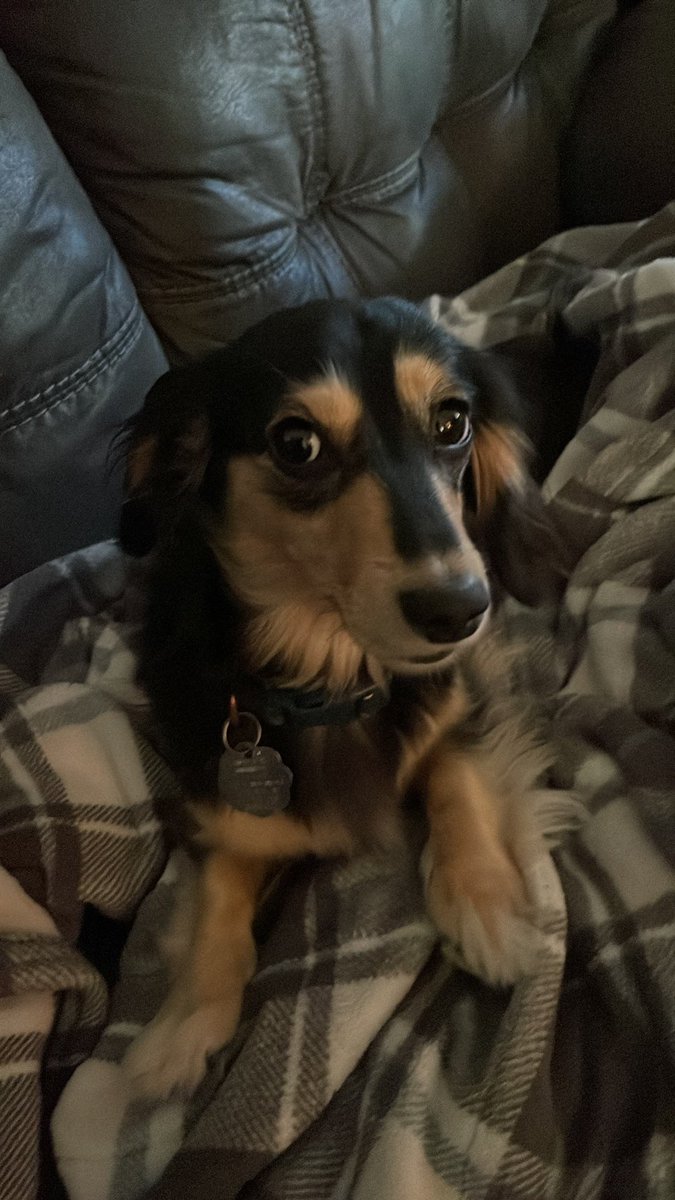 grabvoid's tweet image. Wynnie has been so cute here of late, I know she misses her human mama. Hope y’all are doing ok