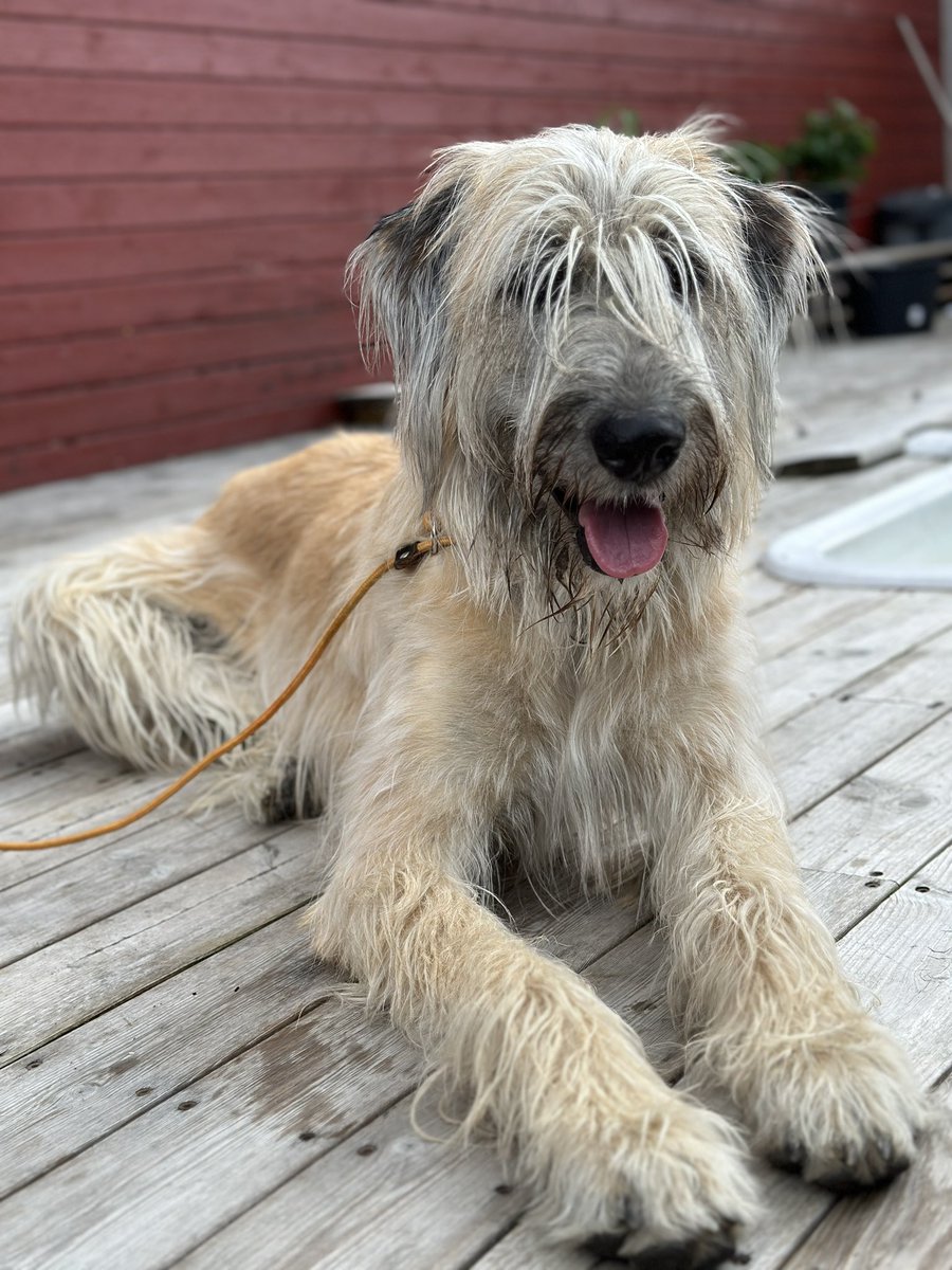 Ni vet när man egentligen skulle städa källaren men adopterade en hund istället.