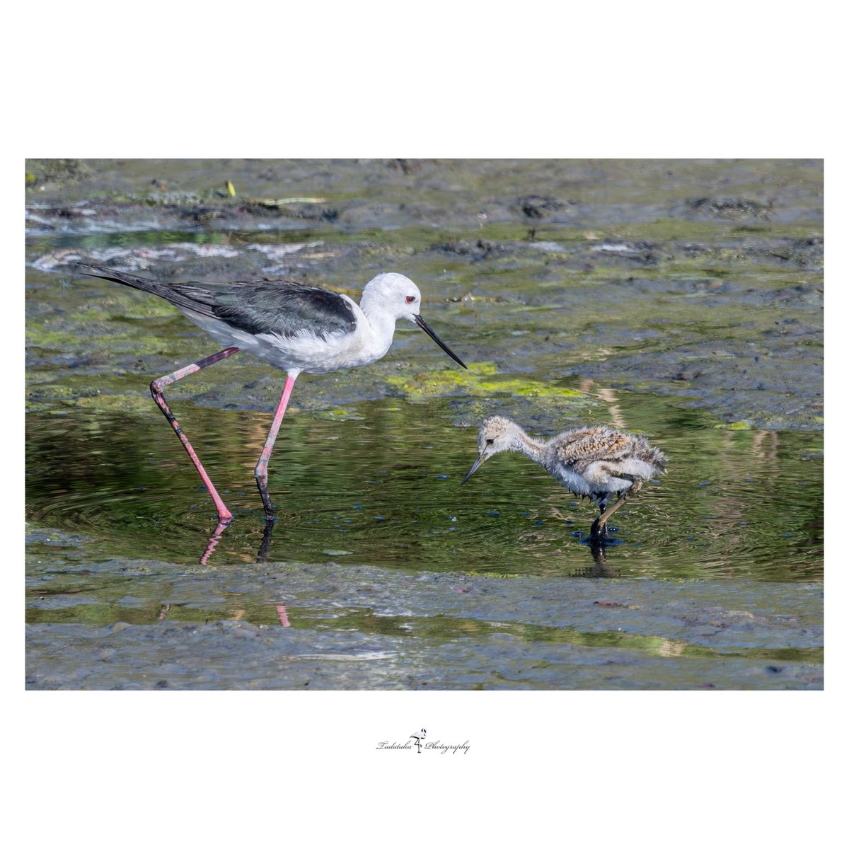 📷　成長記録
　　　セイタカシギ　雛、一番子。
13日目こんなに成長しました。
＃BlackWingedStilt #camera #photo #野鳥撮影 #野鳥のいる風景 #バードウォッチング #birdwatching #birdsofinstagram #birders #birds_brilliance #wide_bird_photography #japan_nature_photo #wide_birds