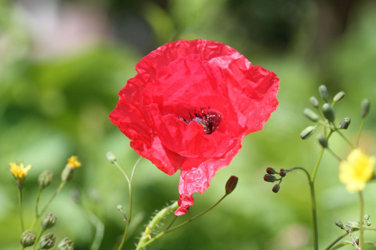 HealthyGalway's tweet photo. Some beautiful nature photography to brighten your Monday!

Courtesy of Colin Stanley who delivered a fascinating talk on butterflies and bees during the Westside Community Organic Garden Open Day.

How many species can you spot in your garden? https://t.co/svZ7rVAFKk