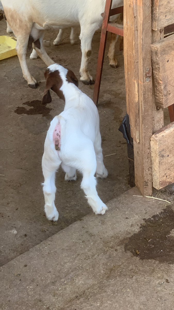 SinzaBreeding's tweet photo. “We are three weeks old” Get your self goats that breed excellent numbers and size
#SinzaGoats #ExcellentGenetics https://t.co/2WA8Lg7FVd