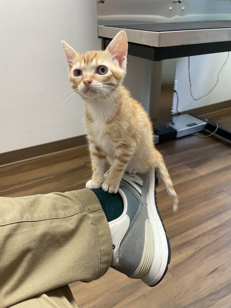 dunkenste1n's tweet photo. @BuIbonic Hey, how do we have the same cat? https://t.co/z6Y5qoFRSF