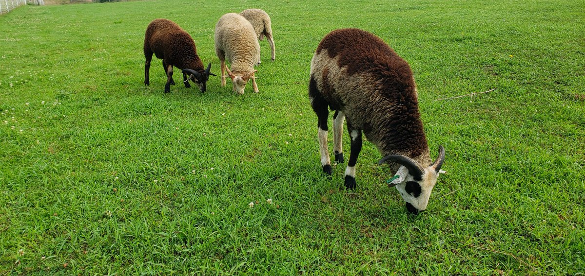 My ram lambs. 🥰 #lambspam #sheep