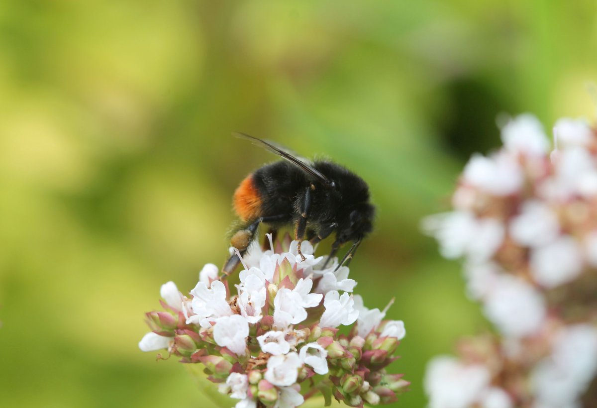 HealthyGalway's tweet photo. Some beautiful nature photography to brighten your Monday!

Courtesy of Colin Stanley who delivered a fascinating talk on butterflies and bees during the Westside Community Organic Garden Open Day.

How many species can you spot in your garden? https://t.co/svZ7rVAFKk