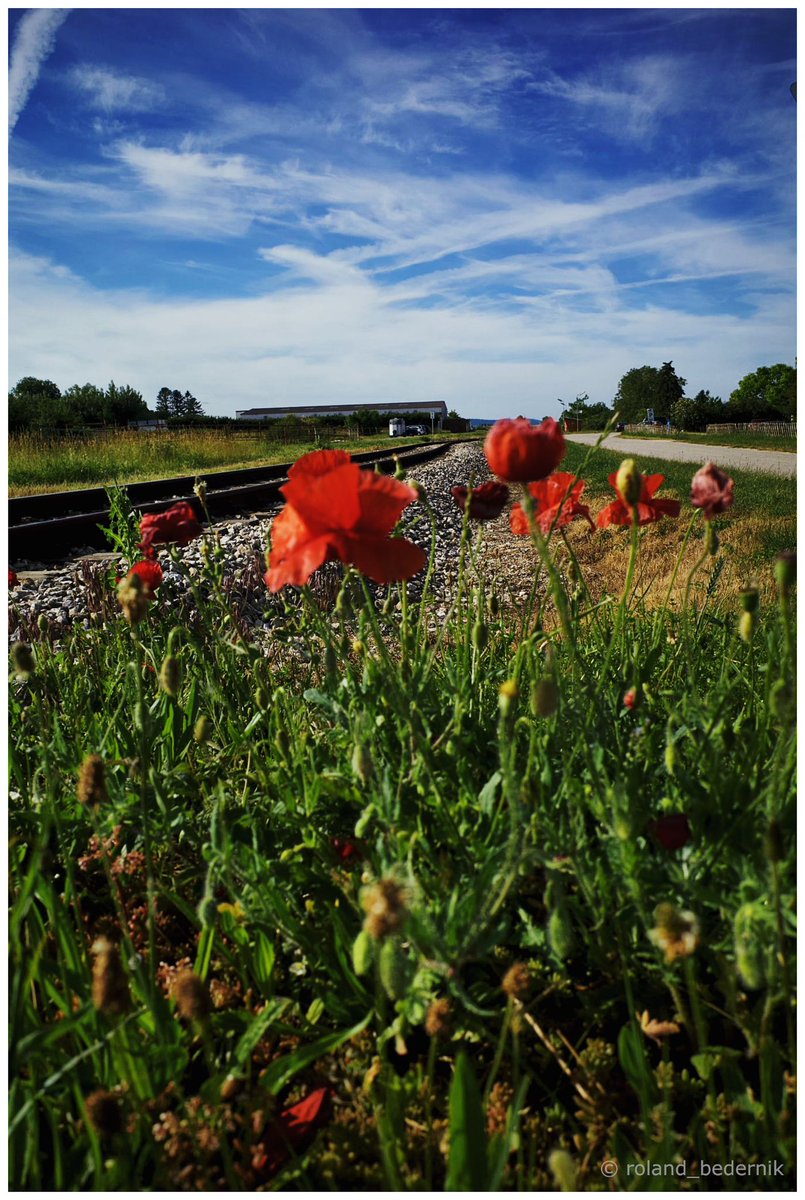 Poppies #photography #nopeople