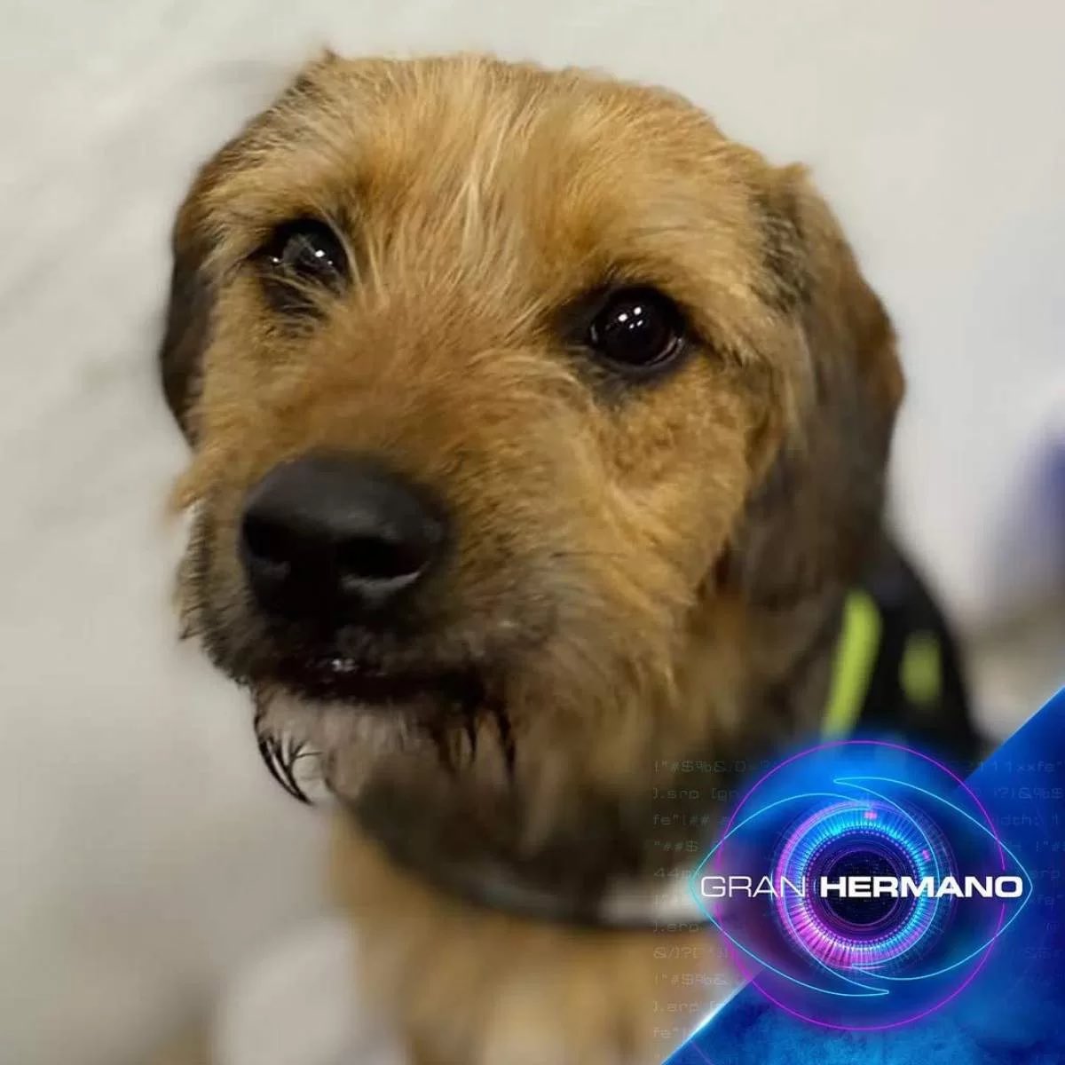 RomySaav's tweet photo. Bambino ya superó cualquier límite. Habla de tirar a la piscina, ahogar, cocinar y matar a un perrito. Esto JAMÁS será motivo de broma, todo lo contrario, cualquier comentario de este tipo, sobre todo en TV, debe ser repudiable. Es violencia y no hay justificación #GranHermanoCHV https://t.co/iYpCQ6FJ6u