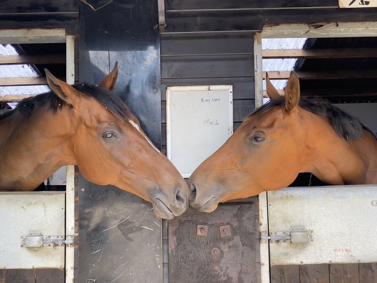 RacingHOTSR's tweet photo. Our main emojis when it comes to our horses 😍🏇💚💙🏇😍#WorldEmojiDay #spirit #walkinthewild https://t.co/glTdYpi3fR