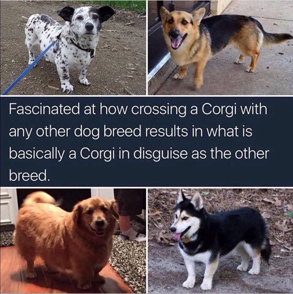 OnlyLegendreal's tweet image. We are the stronger breeds among others.

All other projects on BSC are dead after 2 days or more after launching. We are more than a month and still X4+ above presale price on the current price.  

 We Adjust. We Adapt. We are here to stay

 #Incorgnito #IncorgnitoArmy #CorgiInu