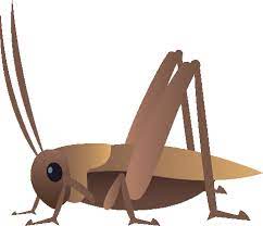 BehavEcol's tweet photo. A rapidly evolving cricket produces percussive vibrations: how, who, when, and why? #AnimalCommunication #SignalEvolution #Entomology

https://t.co/mACk1zoNCd https://t.co/ijk9Qmsl4B