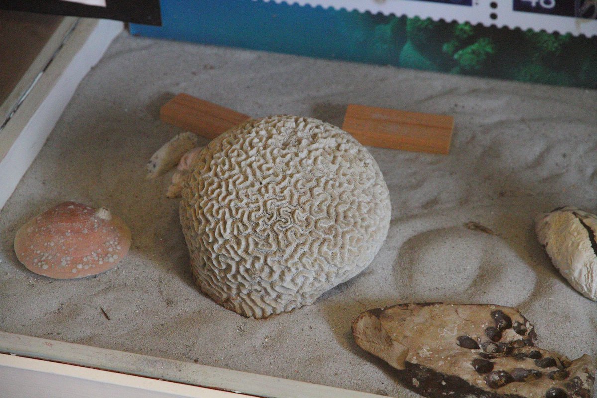 Clarks Harbour, Nova Scotia.  Local brain coral on display at the local heritage center.  #braincoral #coralondisplay