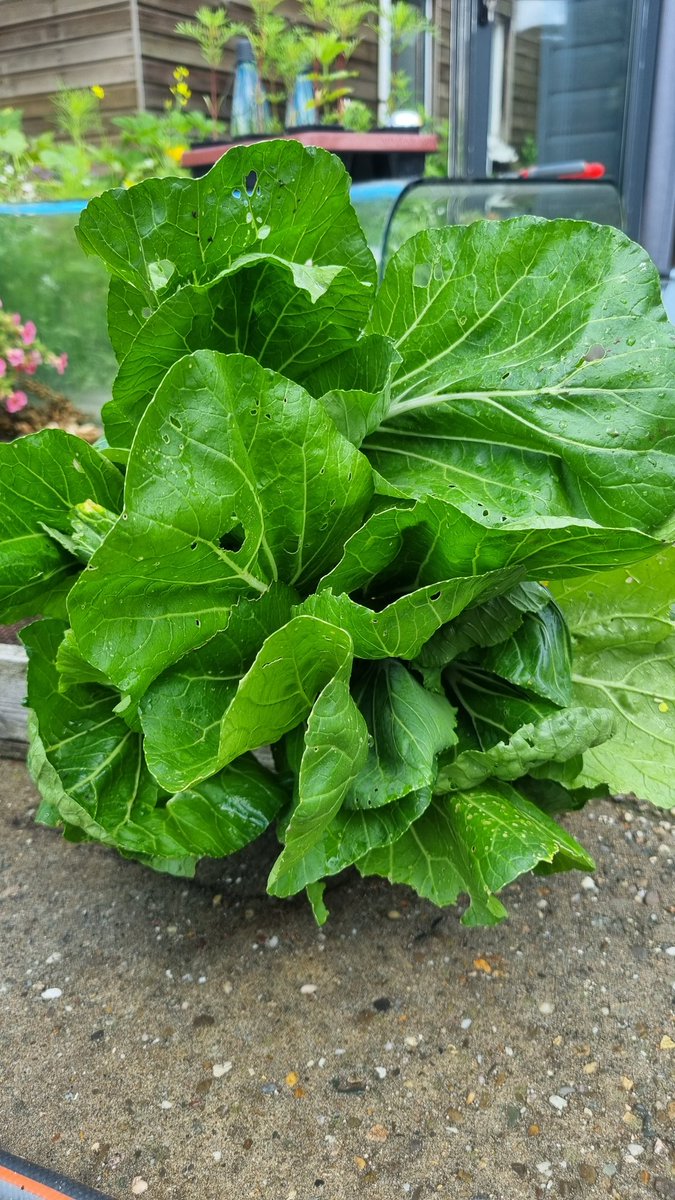 Roffahof's tweet photo. Lekker bosje #paksoi uit de #moestuin https://t.co/3ytBBMLkdI