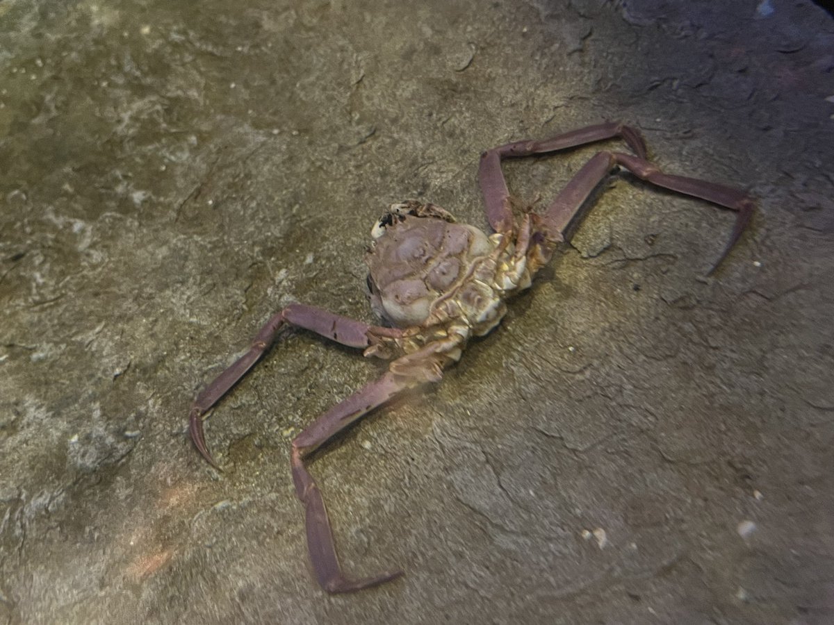 見てくださいこのヘイケガニ 生体展示してるとこ初めて見たよ!  西日本で採取されるカニで、背中の模様が平家の怨霊…というのはまぁ写真の解説を読んでください  まさに壇ノ浦にある水族館が展示する生き物って感じで最高だな!   #らいむの山口旅