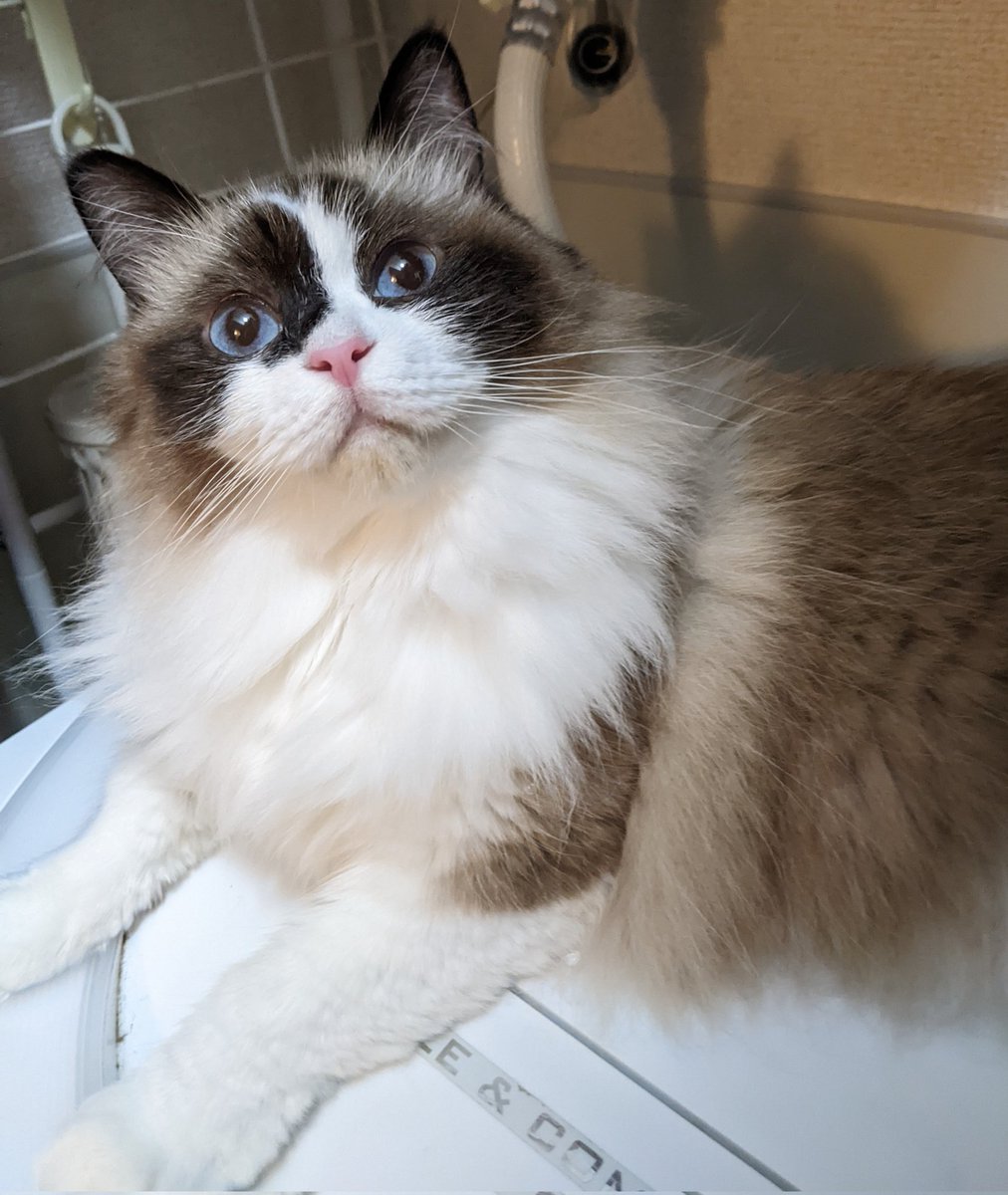 今日も1日お疲れ様でしたෆ˚*
シャワーの後また見張られていました^. .^ ฅ
 #ラグドール
 #猫のいる暮らし
 #監視中